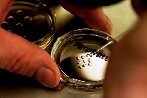 500-Human-embryos-on-a-petri-dish