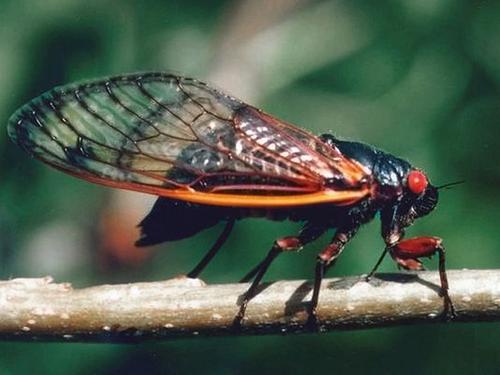 500-ap-cicada-invasion-4_3
